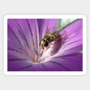 Corncockle Hoverfly Sticker